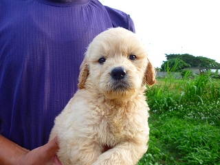 ゴールデンドゥードル　子犬