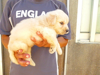 ゴールデンドゥードル　子犬