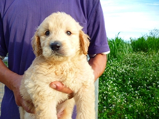 ゴールデンドゥードル　子犬