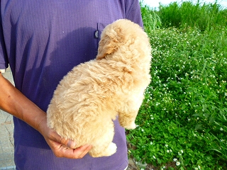 ゴールデンドゥードル　子犬