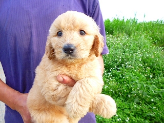 ゴールデンドゥードル　子犬