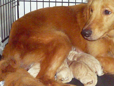 ゴールデンドゥードル　子犬