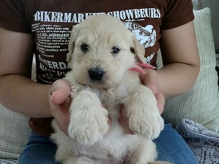 ゴールデンドゥードル　子犬