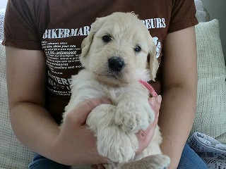 ゴールデンドゥードル　子犬