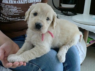 ゴールデンドゥードル　子犬