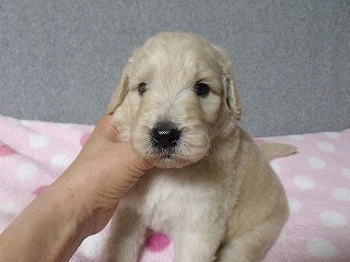 ゴールデンドゥードル　子犬