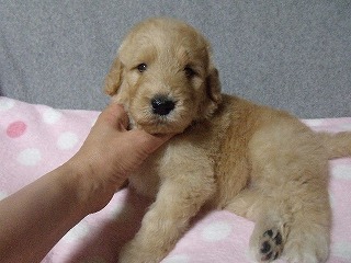 ゴールデンドゥードル　子犬