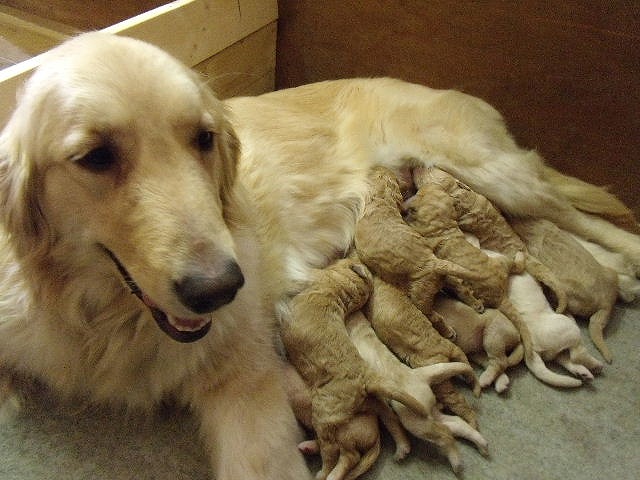 ゴールデンドゥードル　子犬