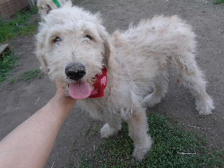 ゴールデンドゥードル　子犬