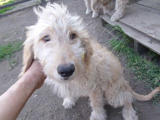 ゴールデンドゥードル　子犬