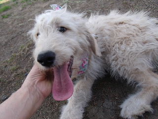 ゴールデンドゥードル　子犬