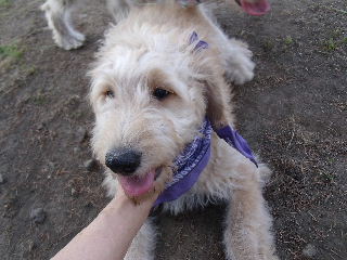 ゴールデンドゥードル　子犬