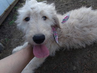 ゴールデンドゥードル　子犬