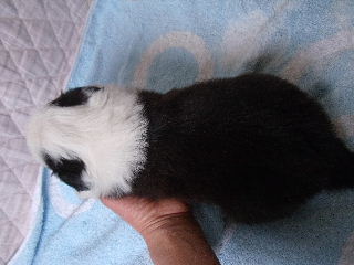 ボーダーコリー 子犬