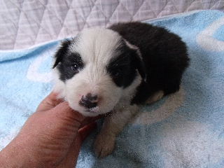 ボーダーコリー 子犬