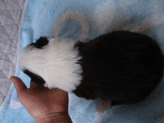 ボーダーコリー 子犬