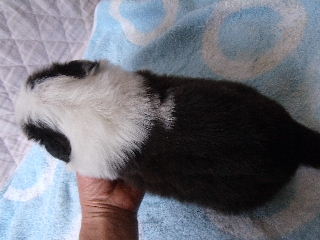 ボーダーコリー 子犬