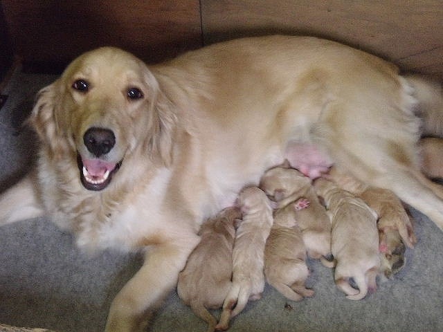 ゴールデンドゥードル　子犬