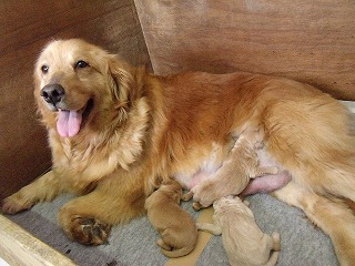 ゴールデンドゥードル　子犬