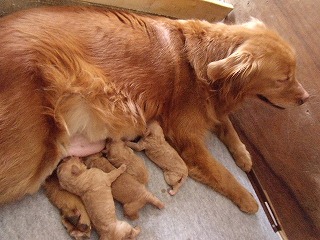 ゴールデンドゥードル　子犬