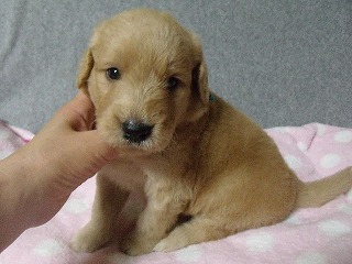 ゴールデンドゥードル　子犬