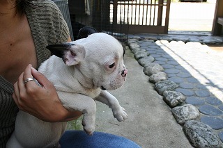 フレンチブルドッグ子犬
