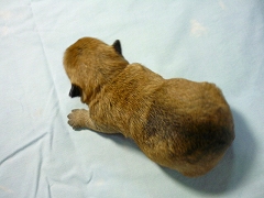 ケアーンテリア 子犬