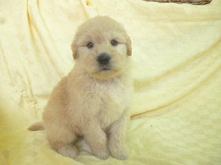 ゴールデンドゥードル　子犬