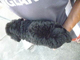 ゴールデンドゥードル　子犬