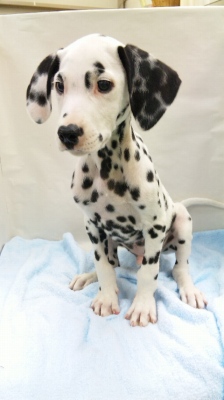 ダルメシアン 子犬