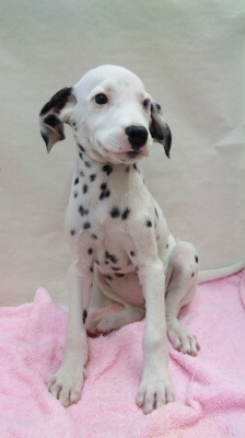 ダルメシアン 子犬
