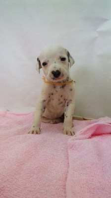 ダルメシアン 子犬