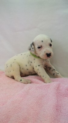 ダルメシアン 子犬