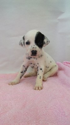 ダルメシアン 子犬