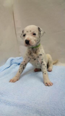 ダルメシアン 子犬