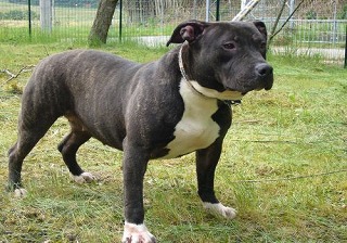 アメリカンピットブルテリア子犬・ブリーダー直販のペットショップ「ドッグデポ」