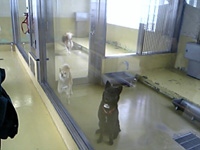 衛生管理の行き届いた収容施設の犬たち